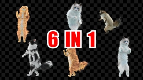 Katzentanz 6er Pack