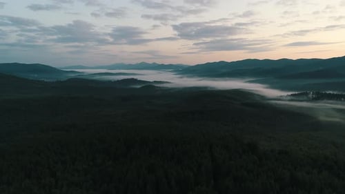Nebel über dem Wald in den Karpaten