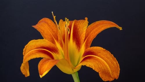 Flower Blossoms Beautifully in Time Lapse