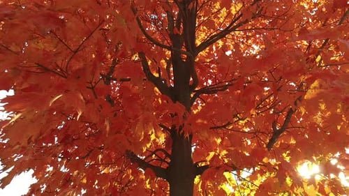 Tree trunk and red maple leaves