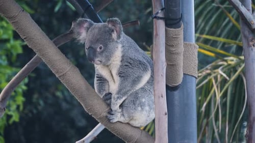 Adorable Koala Resting Peacefully in a Tree