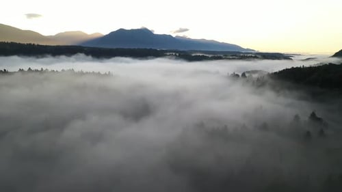 Forest Fog Landscape