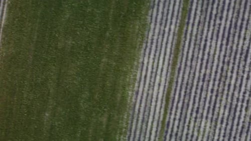 Lavender Scented Fields in Endless Rows with Blooming Flowers Aerial View Drone Purple Field Against