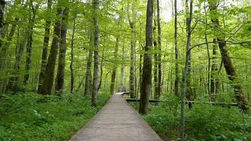 View of a Personal Perspective Walk Through the Wooden Flooring in the Forest