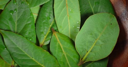 Bay Leaf on Plate Slowly Rotates.