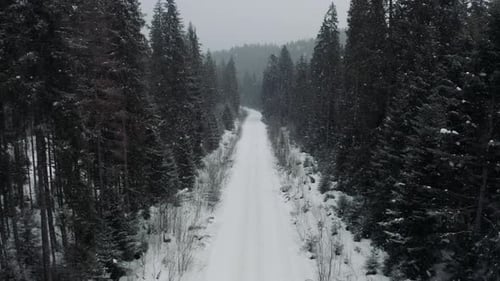 Long Road Straight Through Snowy Forest in Winter