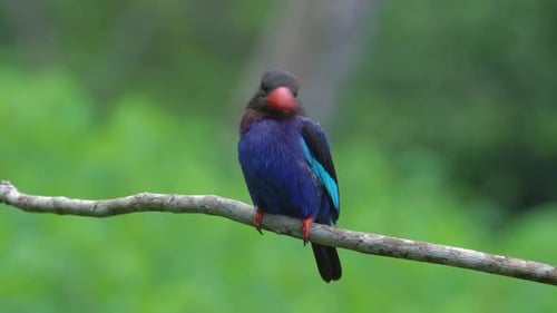 vue de face d'un beau martin-pêcheur javan perché sur une branche d'arbre