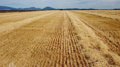Harvested Wheat Field Aerial View