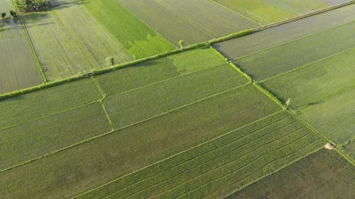 Aerial View of Lush Green Rice Paddies