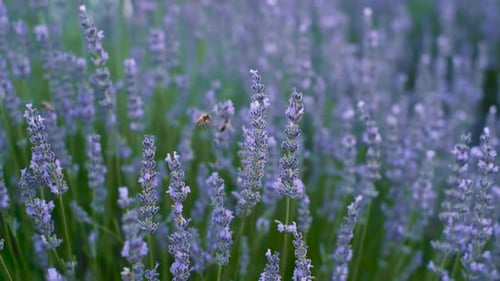 Lavender Flowers Field