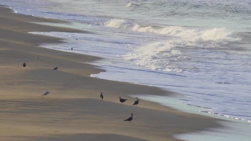 The shoreline and beach of the Pacific Ocean.