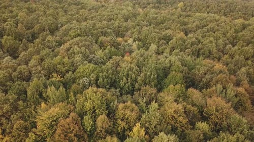 Autumn Forest Aerial View