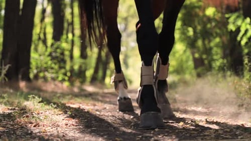 Horse Walking Through a Green Forest
