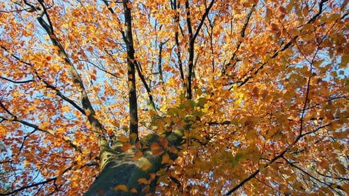 Schöner Herbstbaum