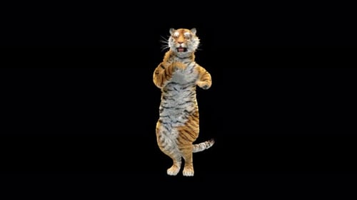 Tiger Tanzen 4K