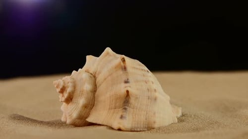 Ungewöhnliche Meeresmuschel auf Sand, schwarz, Rotation, Nahaufnahme