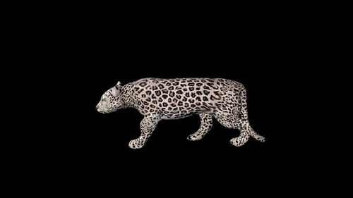 Snow Tiger Walk Slow