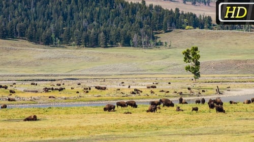 Büffel im Yellowstone Park