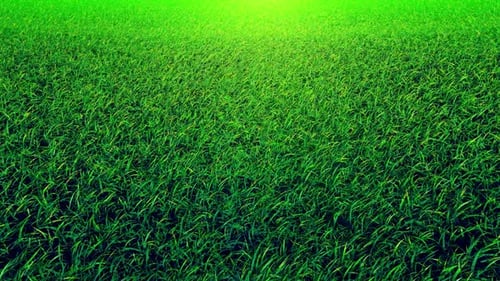 Auf Gras fliegen 01 HD