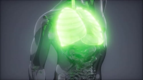 Glowing Human Lungs in Transparent Torso 3D Medical Animation