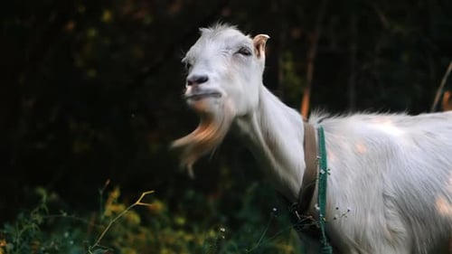 Curieuse et heureuse chèvre blanche paissant dans le parc. Portrait d'une drôle de chèvre. Animal de ferme. La chèvre est