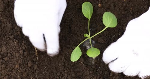 Gloved Hands Planting a Young Plant in Soil