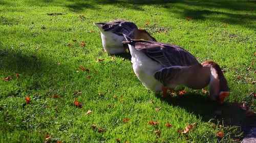 Geese Eating Small Animals from Green Grass
