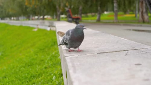 Pigeon Walking Outdoors in the City