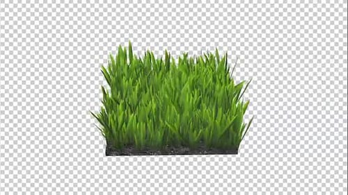Realistic Growing Grass Patch Loop with Alpha Channel