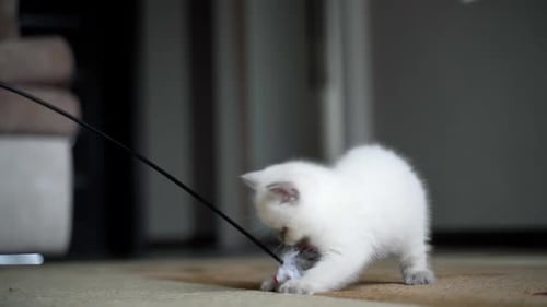 Fluffy Kitten Plays with Toy