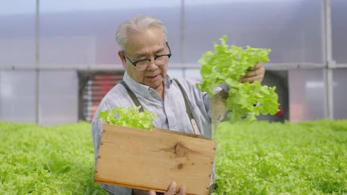 Hydroponics farm organic fresh harvested vegetables concept