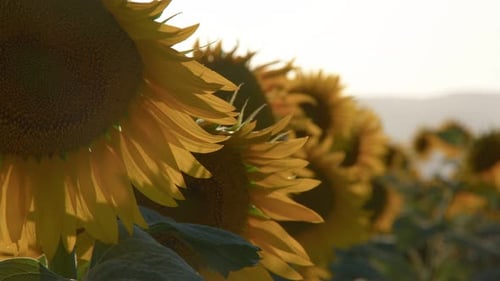 Sunflowers In Green Nature 19