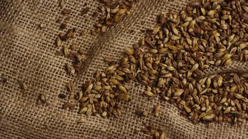 Rotating shot of barley and other beer brewing ingredients