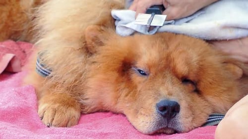 Dog Grooming Chow Chow with Comb and Towel