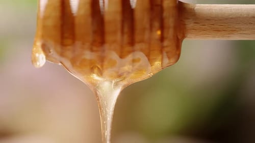 A Golden Fresh Honey is Dripping or Pouring From Honey Spoon