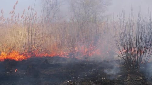Fire in the Forest. Burning Dry Grass, Trees and Reeds. Wildfire. Slow Motion.