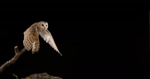 900196 Schleiereule, Tyto Alba, Erwachsener im Flug, Normandie, Zeitlupe 4K