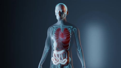 3D Human Body Anatomy Scan with Highlighted Heart