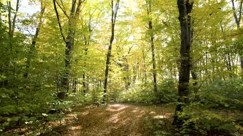 Autumn forest with bright orange and yellow leaves. Dense woods in sunny fall weather.