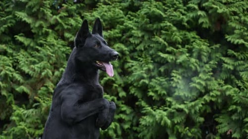 The Black German Shepherd Dog Stands on Its Hind Legs Holding Its Front Legs in Front of It