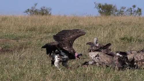 980418 African White Backed Vulture, gyps africanus, Ruppell’s Vulture, gyps rueppelli, Lappet-faced
