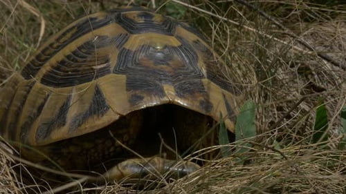 Turtle in nature 4K UHD 2160p footage - Tortoise natural outdoor 3840X2160 UHD video