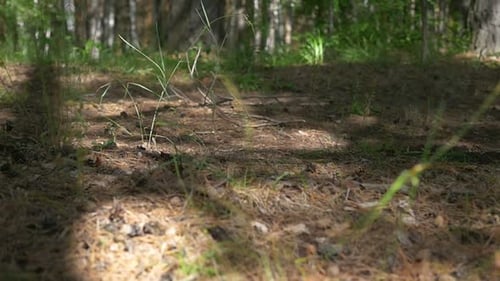 Forest Floor with Sunlight and Shadows