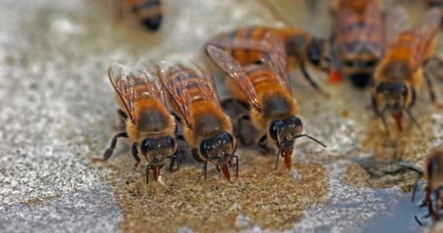 European Honey Bee, apis mellifera, Bees drinking Water on a Stone, Normandy, Real Time 4K