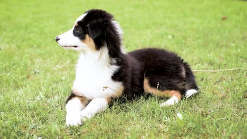 Puppy Laying in Green Grass Looking Alert