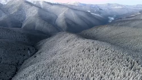 Flying High Above Snow Covered Pine Forest Unveiling Mountain Range