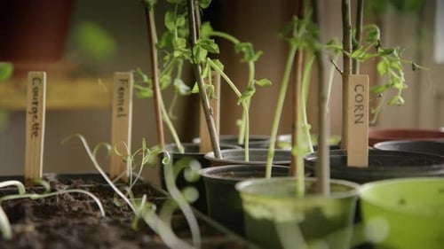 Seedlings of Vegetables Growing in Pots Indoors