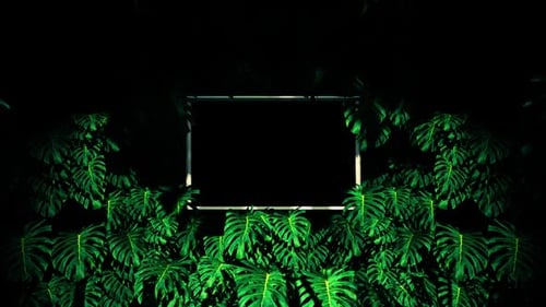 Flying In Jungle Swiss Cheese Plant 07 HD