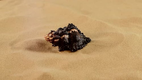 Spitze einer ungewöhnlichen schwarzen Meeresmuschel auf Sand, Rotation, Nahaufnahme