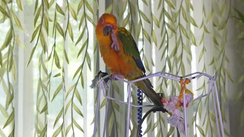 Beautiful Multicolered Parrot Sitting on Lamp